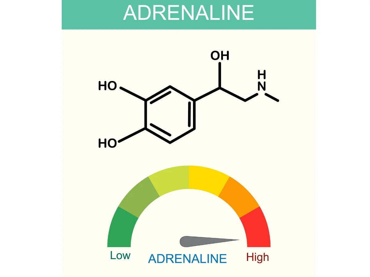 Хормоните и тяхната роля в тялото